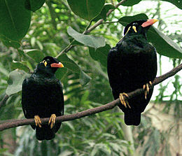 Foto Burung Hill Myna