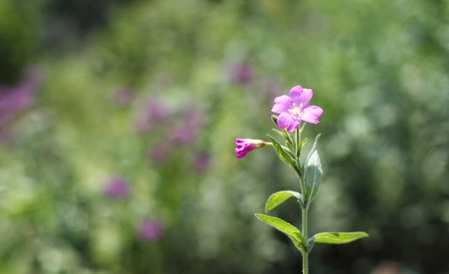 Great Willowherb Flowers Pictures Great Willowherb Flowers Pictures