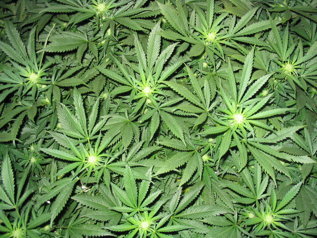 Cannabis treating diabetes