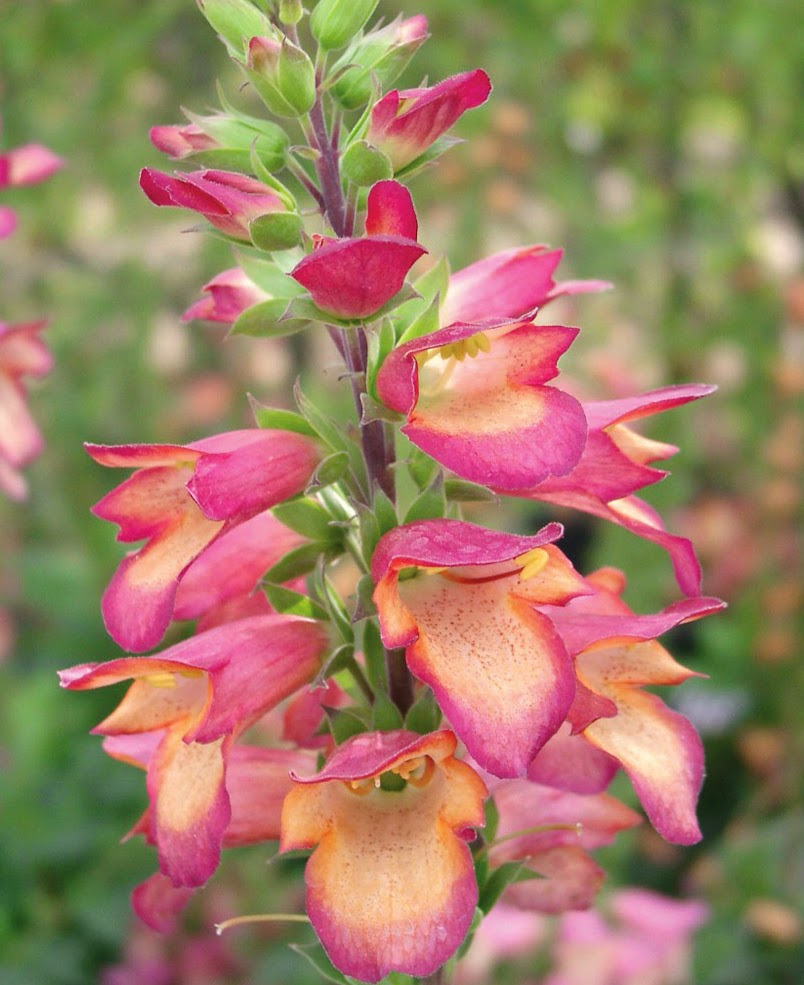 Foxglove cross Digitalis Illumination Series ‘Apricot’