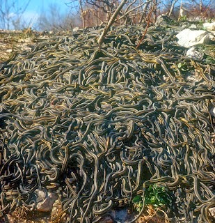 Garter Snake Orgy - Mass gathering of Garter snakes