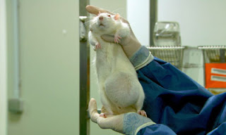 Rats in experiment fat rat being held up in laboratory