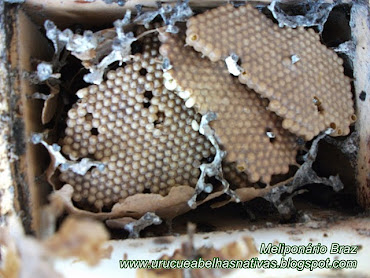 Discos de cria da abelha cupira(partamona seridoensis).Colônia matriz.