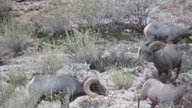 AZ+Desert+Sheep+Hunt+Photos+Big+Rams+Arizona+Desert+Bighorn+Sheep+Society+pics+with+Colburn+and+Scott+Outfitters+3.JPG
