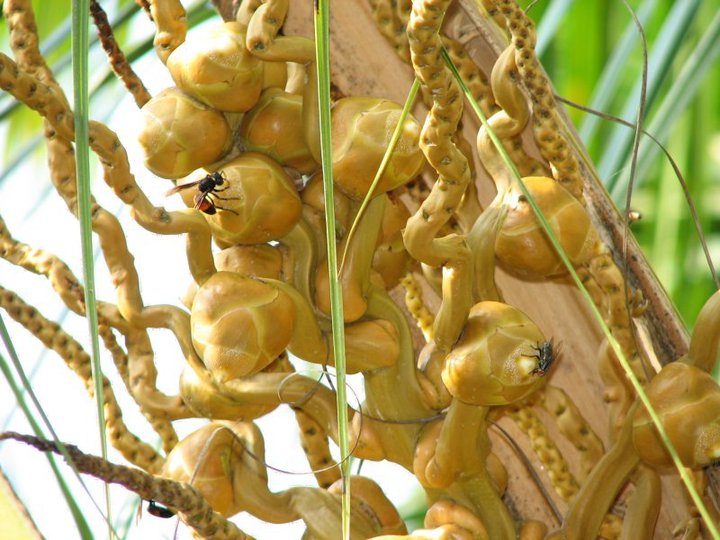 Trainee Agriculturist in Malaysia