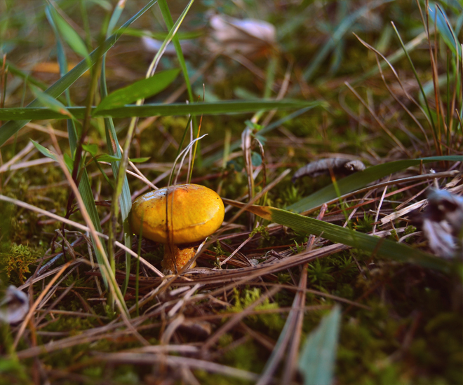 mushroom mushroom