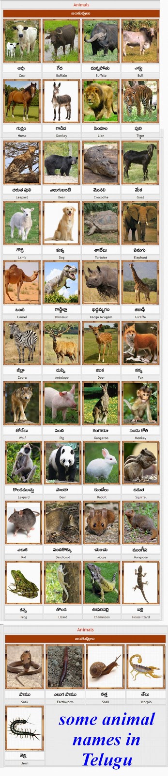 Animal family(Telugu) - జంతు కుటుంబం : Animals images names in Telugu