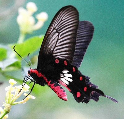 *SYAIR SI PARA PARA: RAHSIA RAMA RAMA