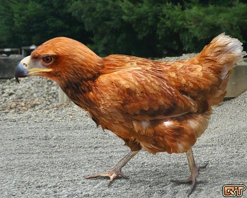 07-Chicken-and-Eagle-a-Cheagle-Graphics-Designer-Digital-Taxidermist-Animangler-www-designstack-co