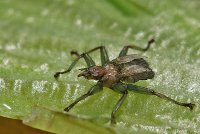 Crataerina pallida