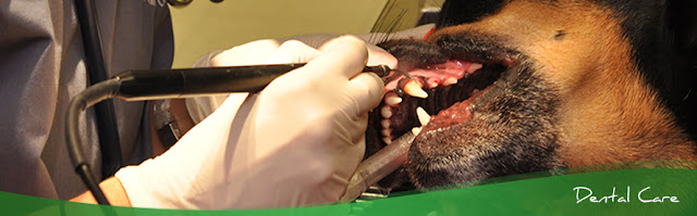 Chăm sóc răng miệng cho chó tại phòng mạch với các dụng cụ chuyên dụng.
