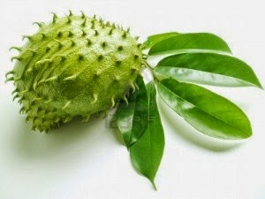 Daun Sirsak Daun Sirsak