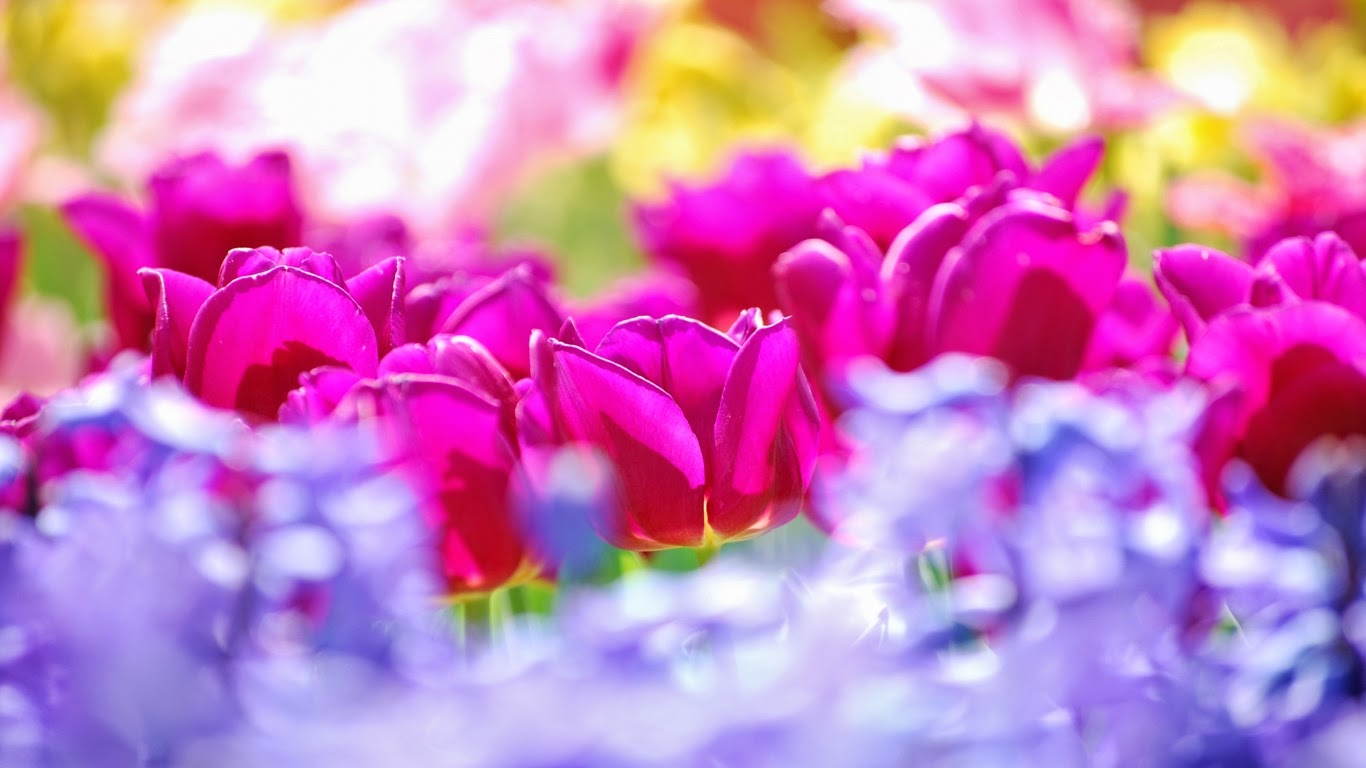 3d Flower pink Rose HD Image 1366 x 768 3d Flower pink Rose HD Image 1366 x 768