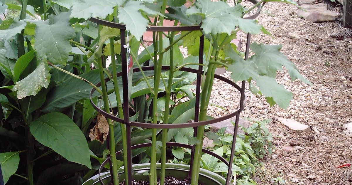 Okra plants picture