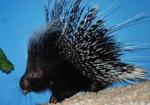 Ohio birds and biodiversity: hedgehog, cute as can be, and billy gibbons 영어공부 & 잡학다식: 고슴도치 - porcupine, hedgehog