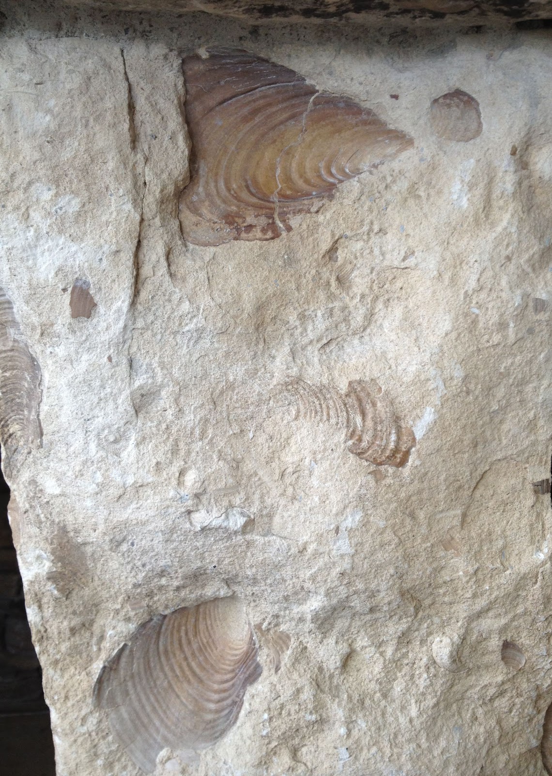 This prehistoric shark fossil is exhibited at the University of Kansas