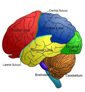 Brain health Tip
