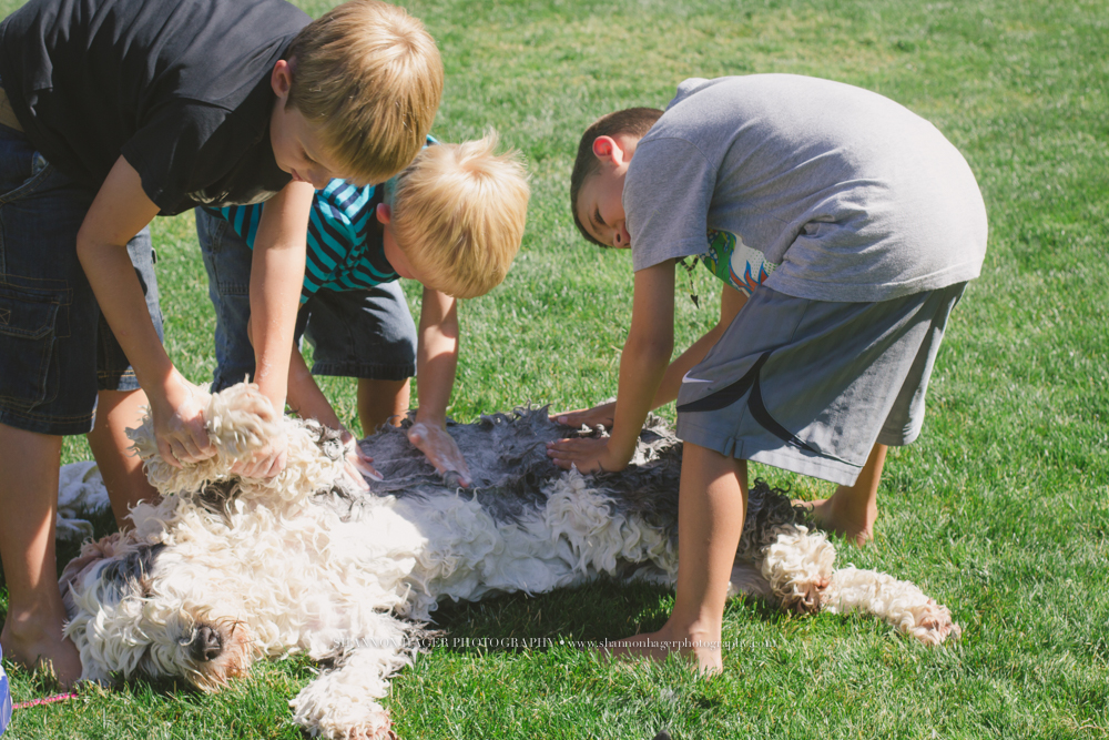 Old English Sheepgdog, Pet Photography, Kids washing Dog, Snowdowne