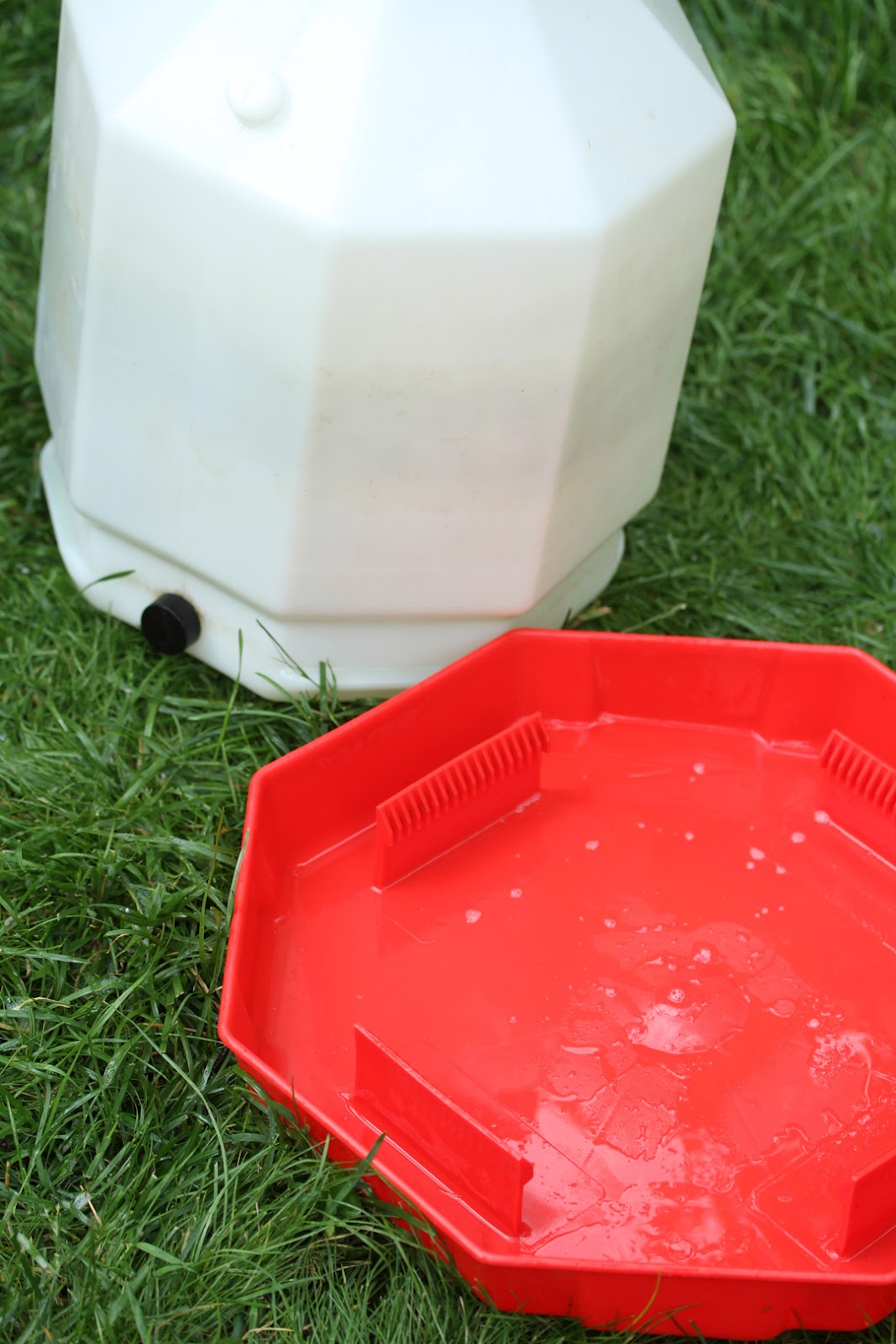 Makin' it with Frankie Watering Solution for Ducks