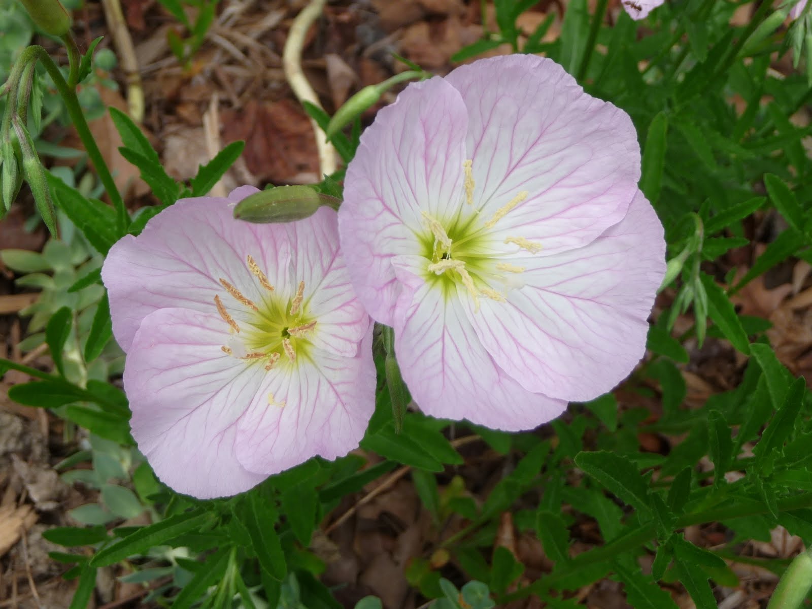 Journeys and Jonquils Plant Care Profile Pink Evening