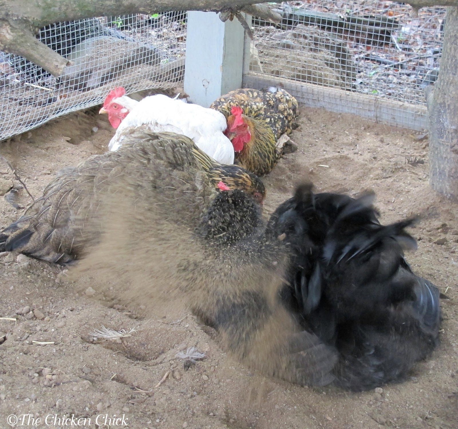 Chicken Dust Bath The Ultimate Spa Treatment The Chicken Chick®