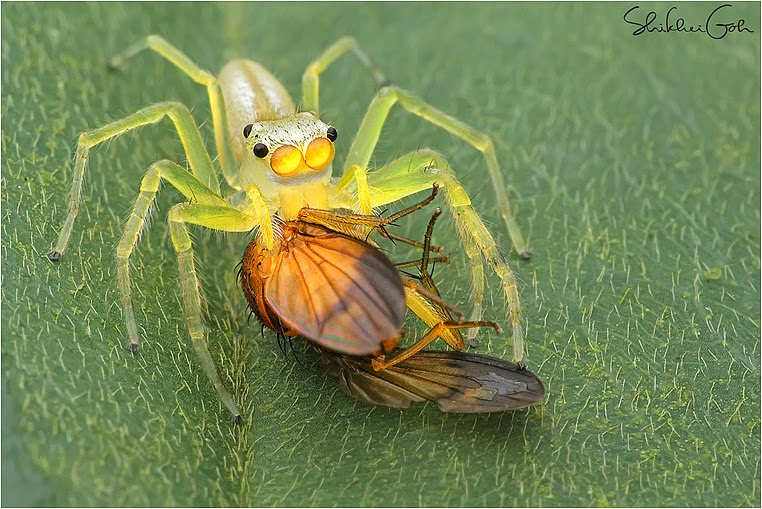 emerging photographers, Best Photo of the Day in Emphoka by Shikhei Goh, https://flic.kr/p/pWquqv emerging photographers, Best Photo of the Day in Emphoka by Shikhei Goh, https://flic.kr/p/pWquqv