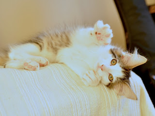 Albus