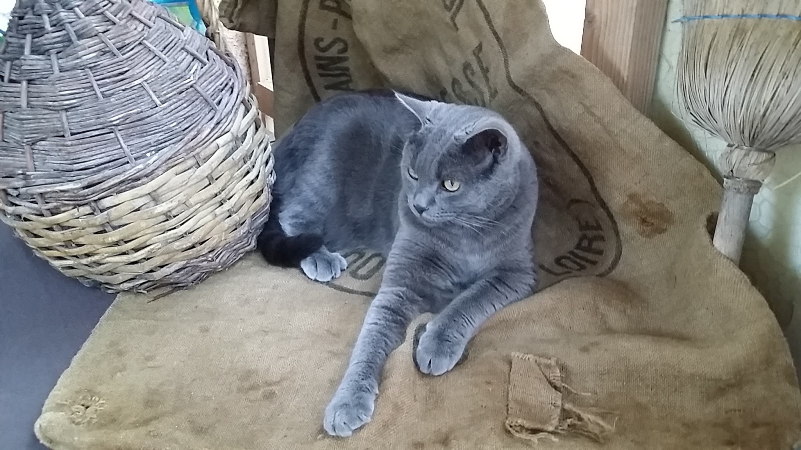 chartreux lavande Copyright © 2014 Ala Zhurak-Tolari chartreux