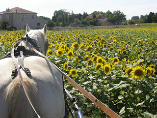 Concours Photos Aout : Des Chevaux et des Fleurs P7030129