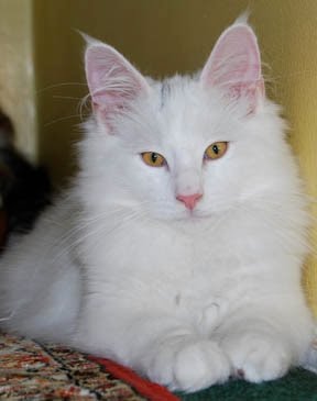 Tails of Tankene: a Norwegian Forest Cat