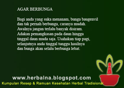 AGAR BERBUNGA Bagi anda yang suka menanam, bunga baugenvil dan tak pernah berbunga, caranya mudah. AGAR BERBUNGA Bagi anda yang suka menanam, bunga baugenvil dan tak pernah berbunga, caranya mudah.