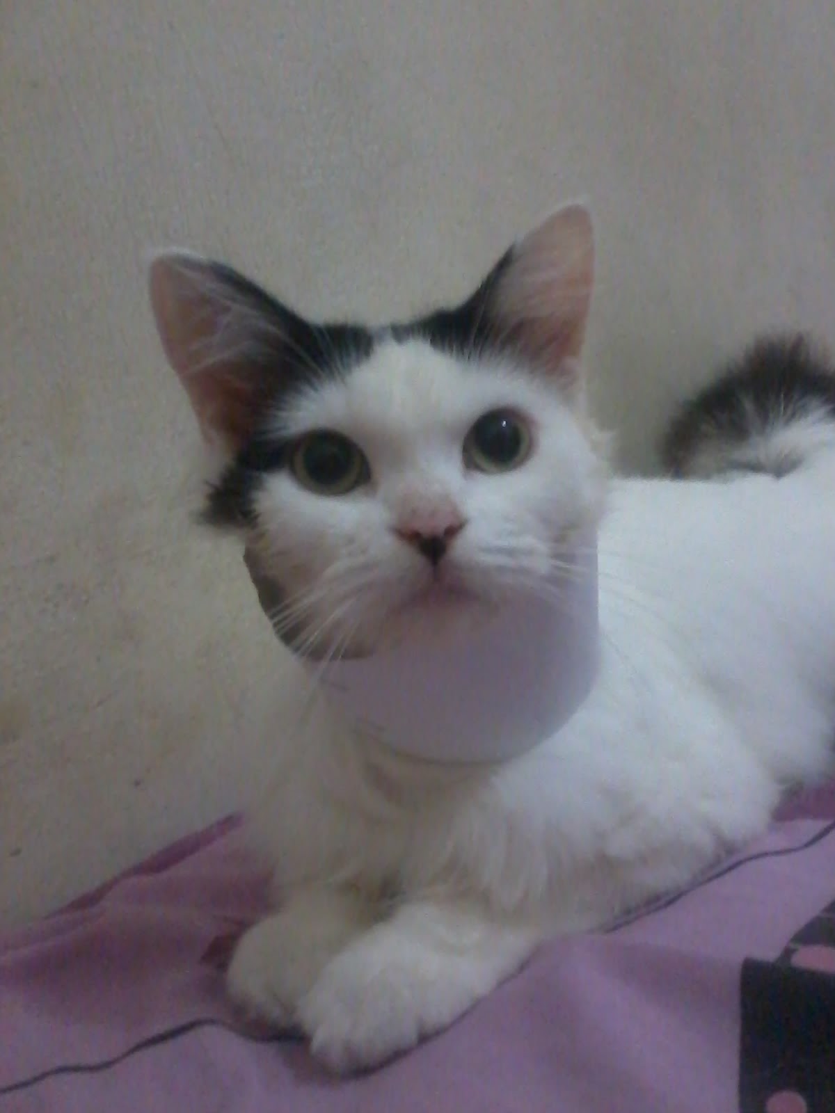 Membuat corong pelindung kucing Bali Cats Lover