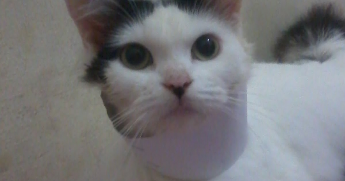 Membuat corong pelindung kucing Bali Cats Lover