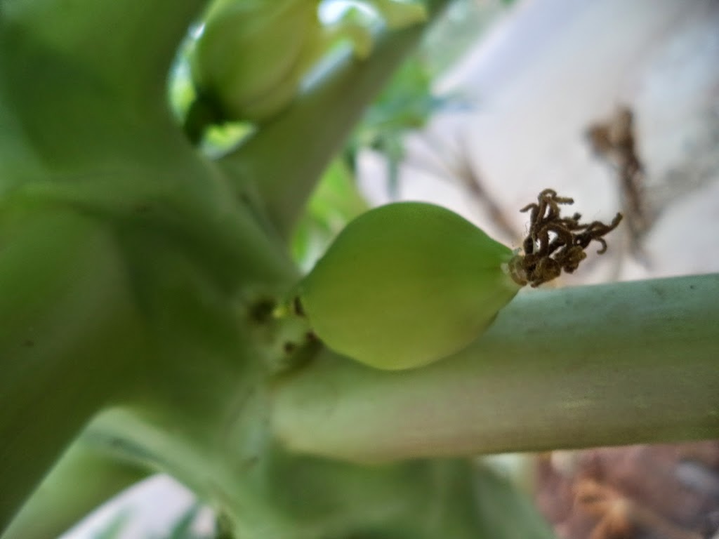 Papaya Bud, Papaya Flowers - closeup, papaya leaf, papaya fruit, small papaya, Papaya Bud, Papaya Flowers, papaya leaf, papaya fruit, small papaya, closeup,
