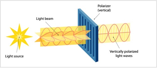 Bristol University Faculty of Science: Milly: Polarization ... diagram of mantis shrimp 