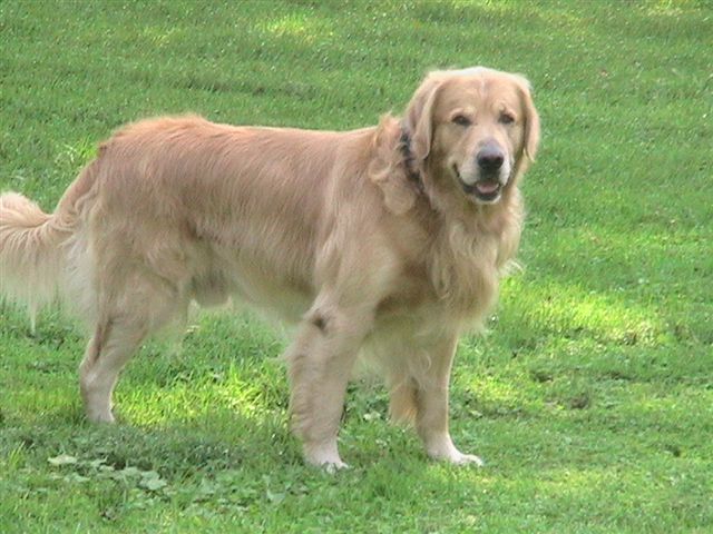 golden retriever puppies ks golden retriever puppies puppiez golden retriever puppies ks golden retriever puppies puppiez