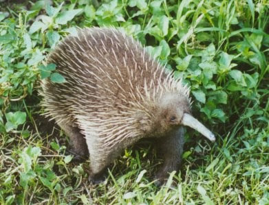 Zaglossus bruijni