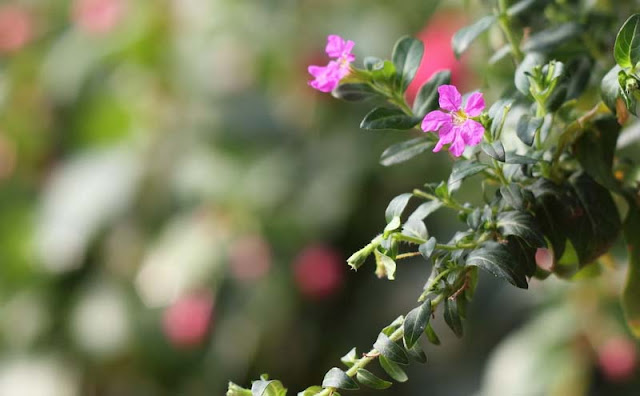 Mexican Heather Flowers Pictures