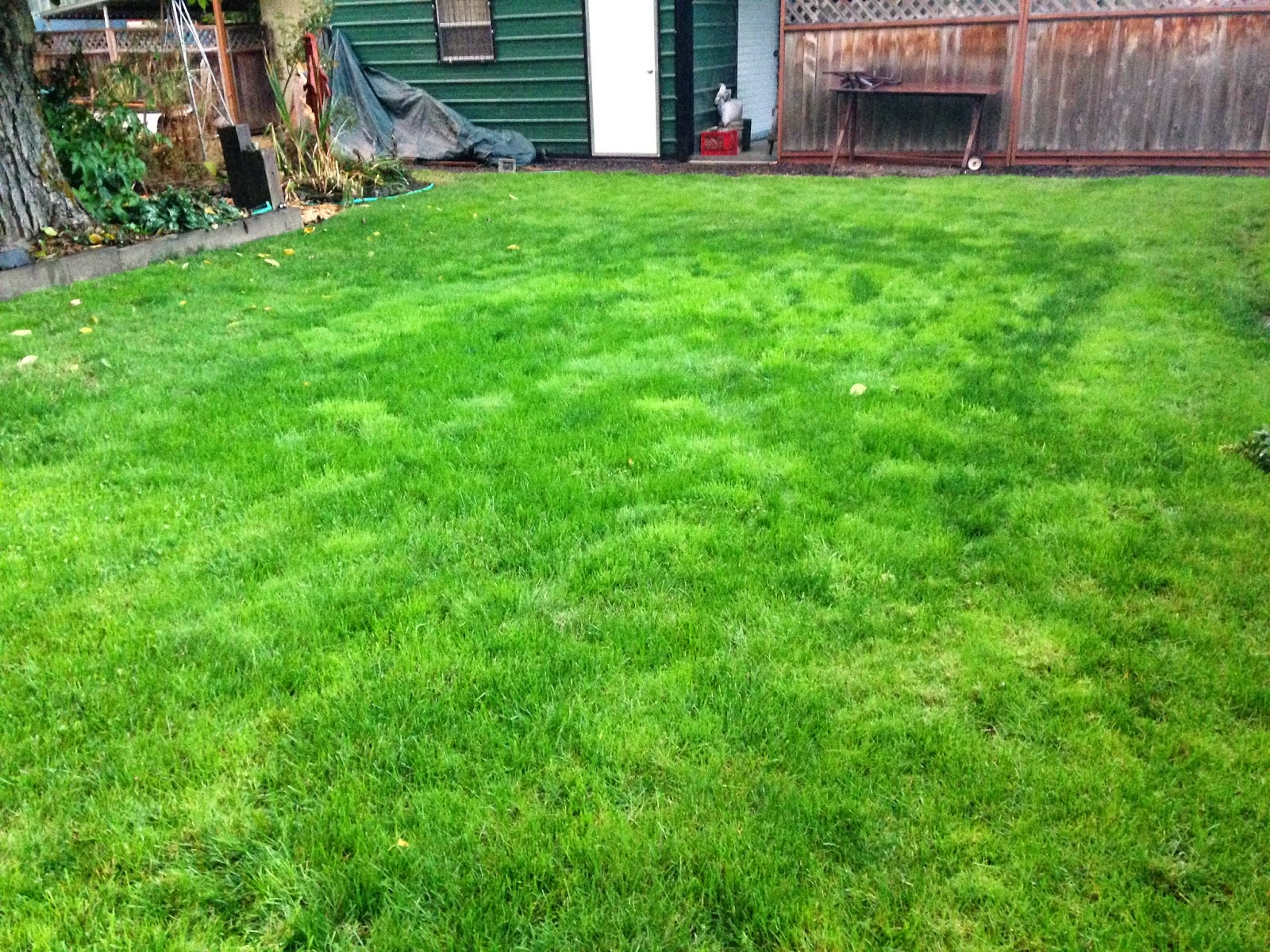 In The Garden with Claire: Planting lawn grass seed-the outcome!!