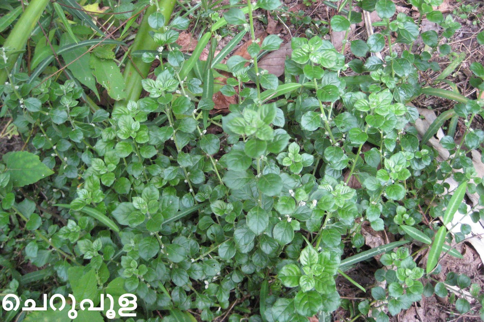 Ayurvedic Medicinal Plants in Kerala