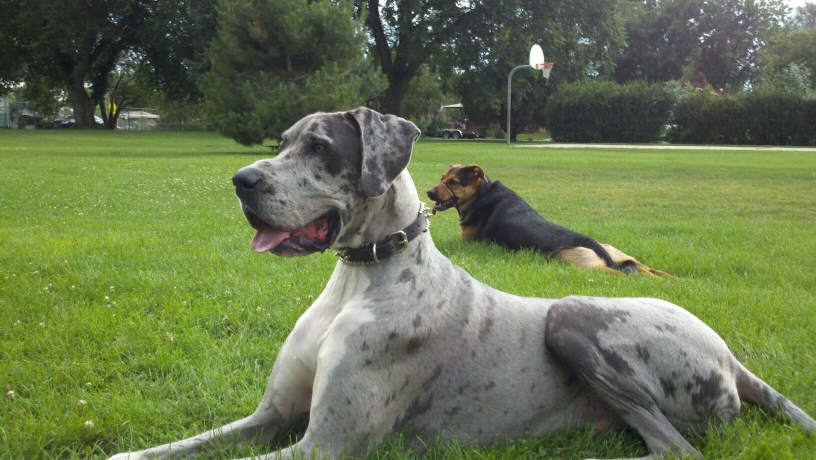 Dominant Dog Behaviour