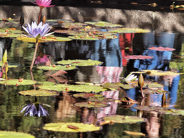 Lily Pond Reflections, Conservatory Garden, Central Park, NYC
