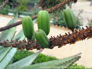 Aloe ferox