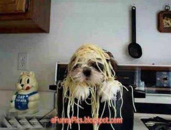 Spaghetti Dogs