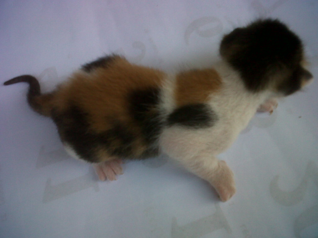 Jual Kucing Kembang Telon Jantan Jual Kucing Kembang Telon Jantan