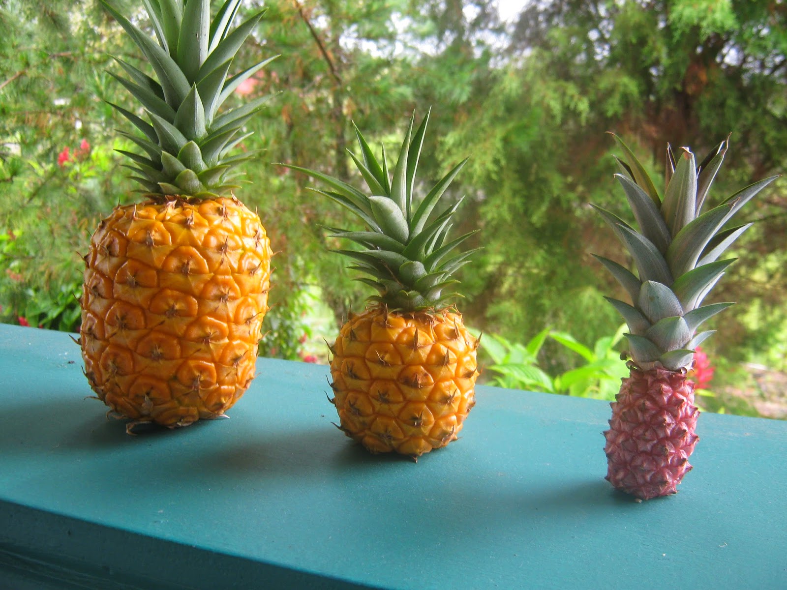 Garden Guy Hawaii Pineapples Easily Propagated