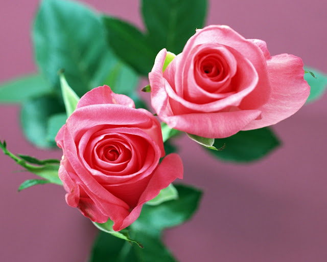 beautiful two roses