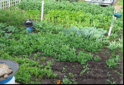 Garden Design: Vegetable garden design