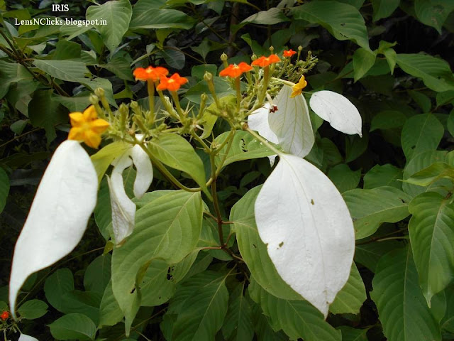 Ambalapara Blossoms
