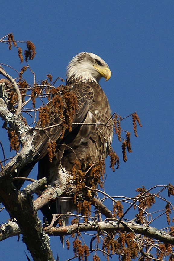 Louisiana Swamp Tours Bald Eagles on Louisiana Swamp Tours